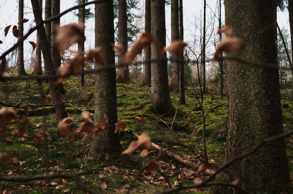 Dichter Wald mit Bäumen, gesäumt von moosbedecktem Boden und herabgefallenen Blättern.